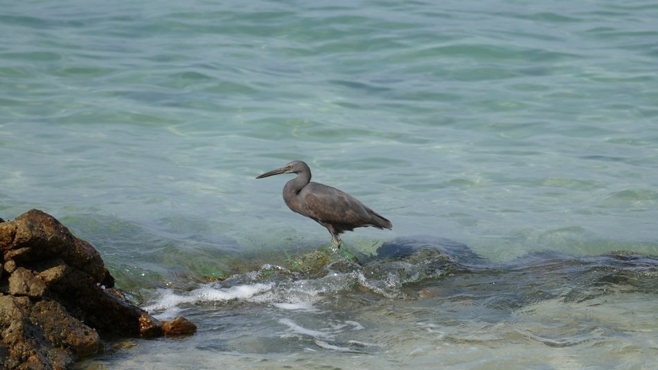 Sea bird near Rock water portrait, thailand