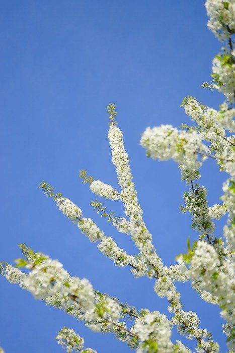 cherry branches with flower on a background of blue sky