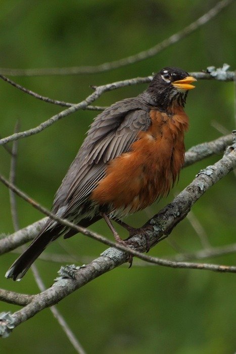 Robin on a branch in spring
