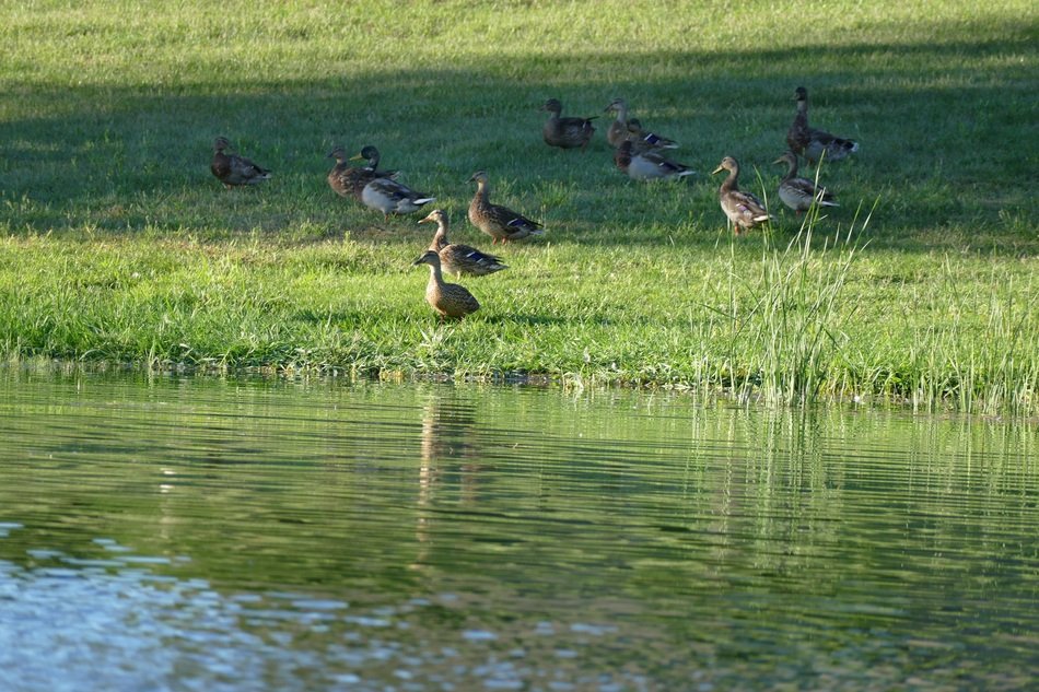 Ducks on the shore near the river