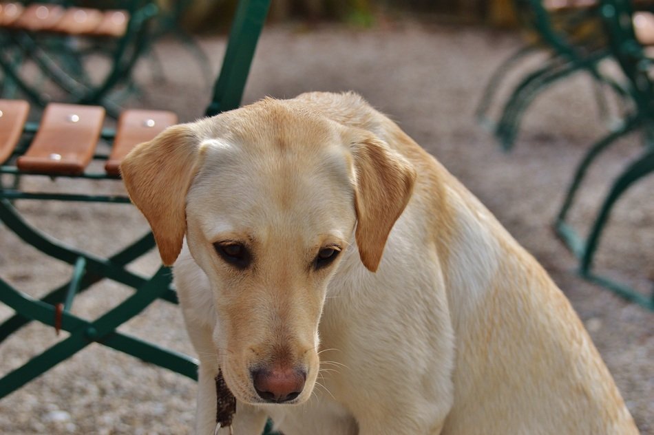 labrador among the chairs