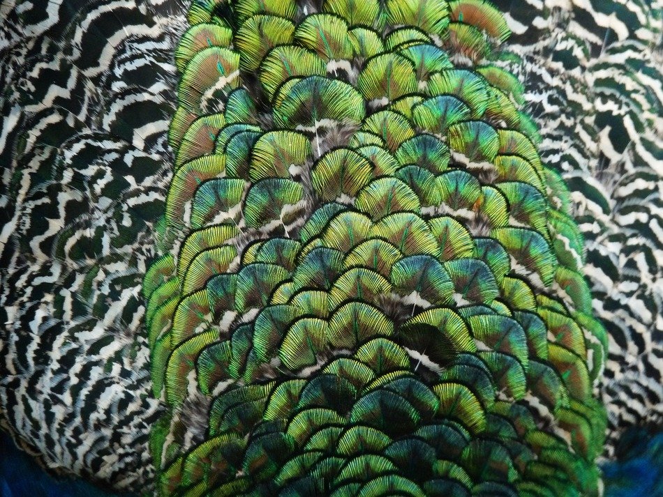Colors of the peacock