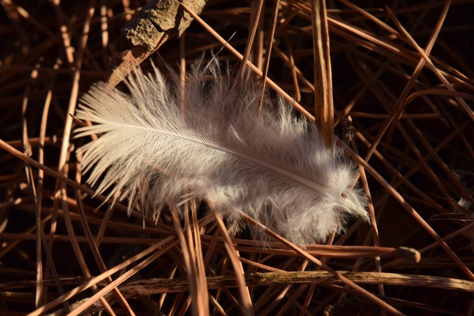 white feather on dry pine needles