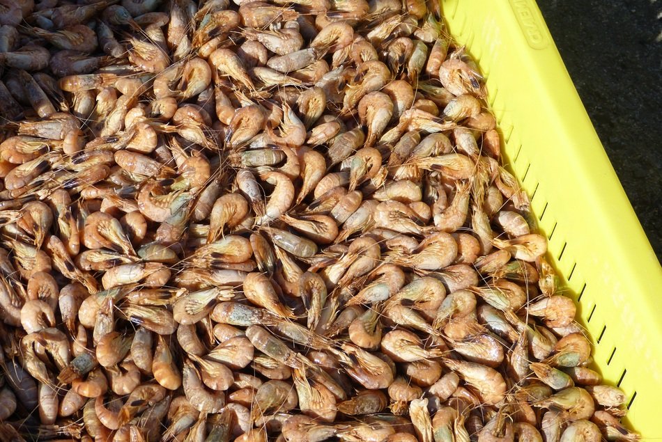Lots of shrimps