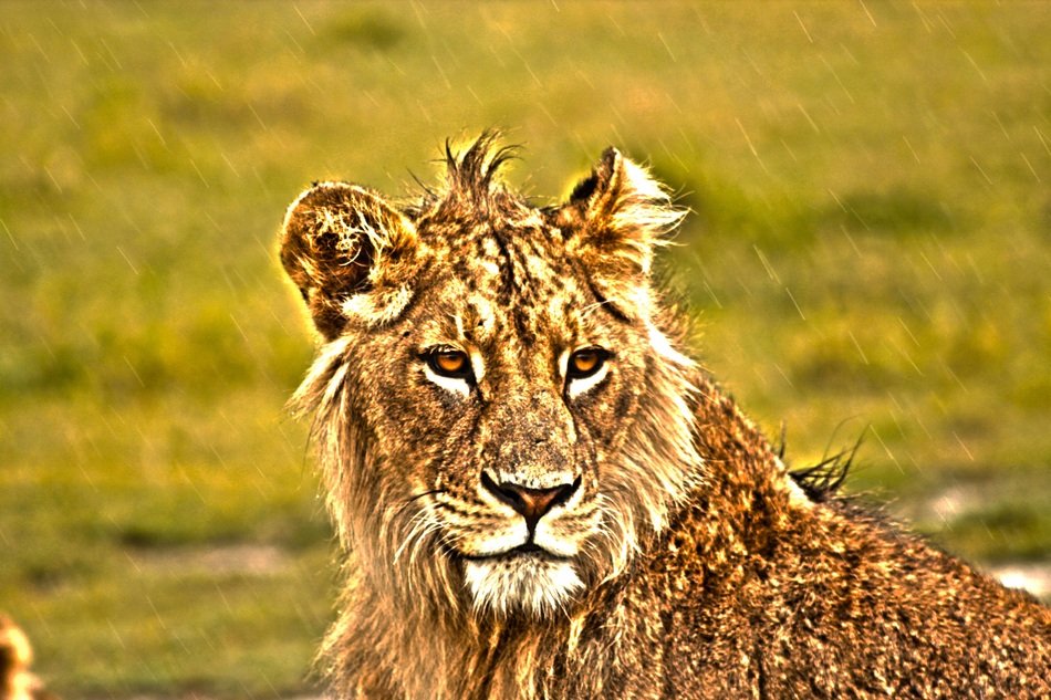 shaggy lion in Africa