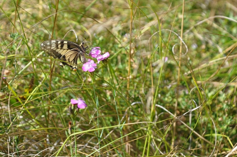 butterfly on the wild flower field
