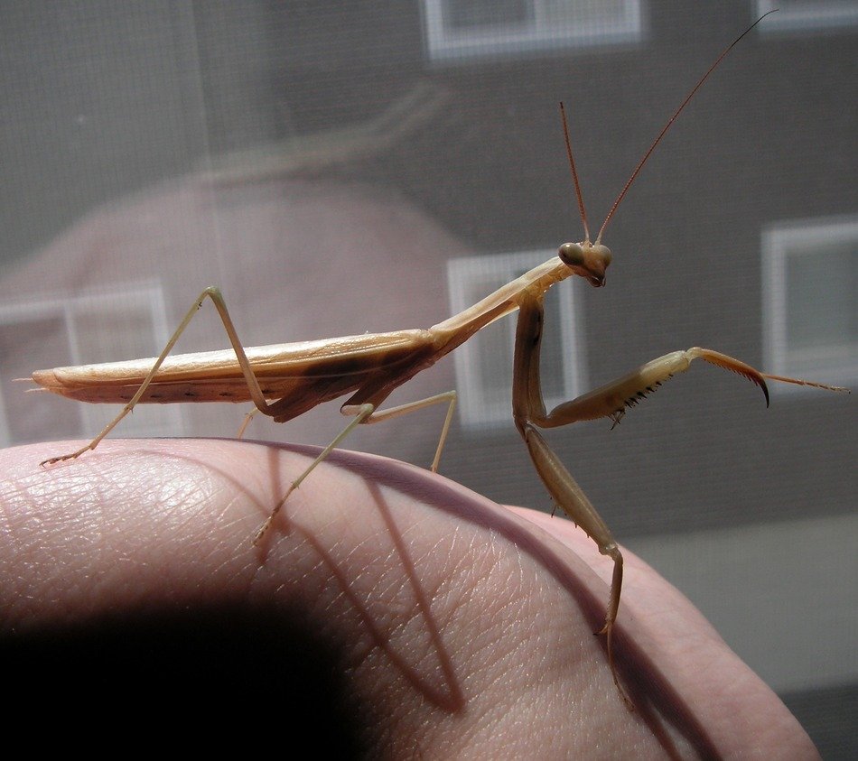 mantis on hand close up