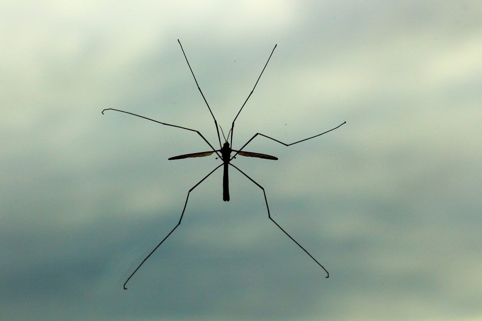 mosquito with long legs against a cloudy sky