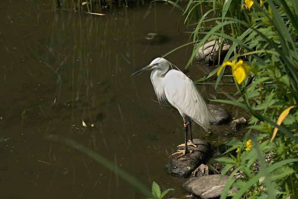 Heron in a zoo