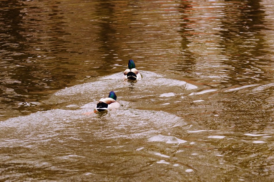Two ducks floating on the river