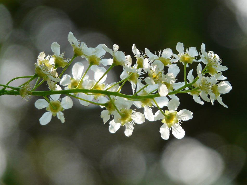 white bloom of an beautiful ordinary bird cherry at blurred background