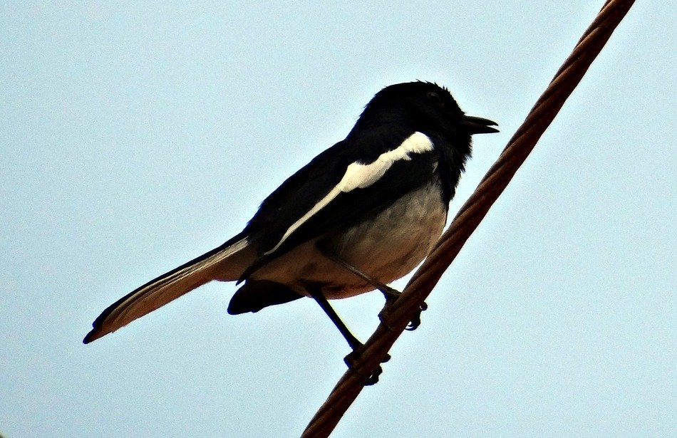 perched oriental magpie-robin, india, dharwad