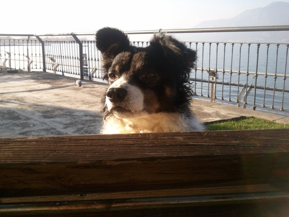 border collie on the promenade