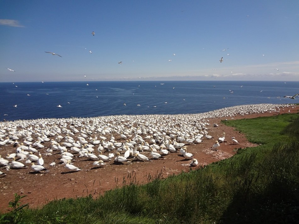 flock of gannets on the seashore