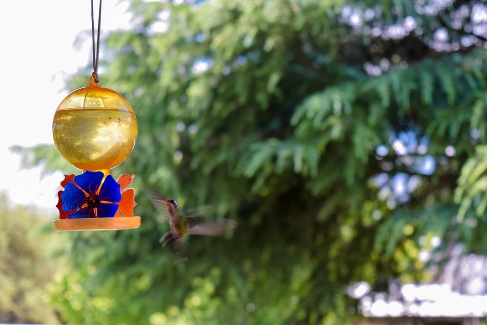 hummingbird in flight near the feeding trough