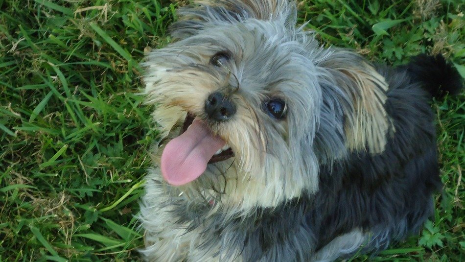 Terrier Sweet Dog