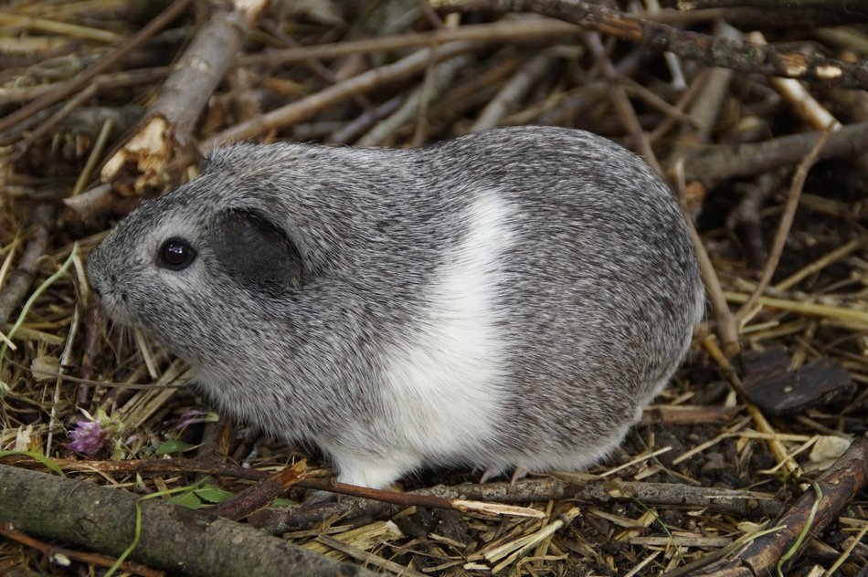 grey and white guinea pig