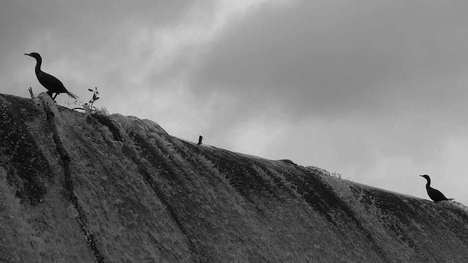 Geese, Black And White photo