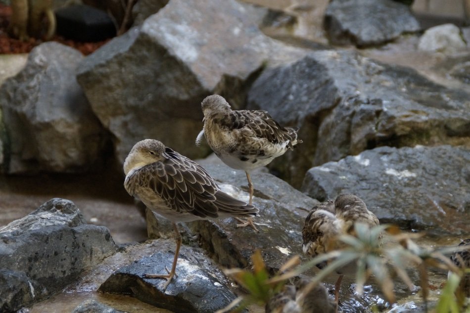 Birds Waders