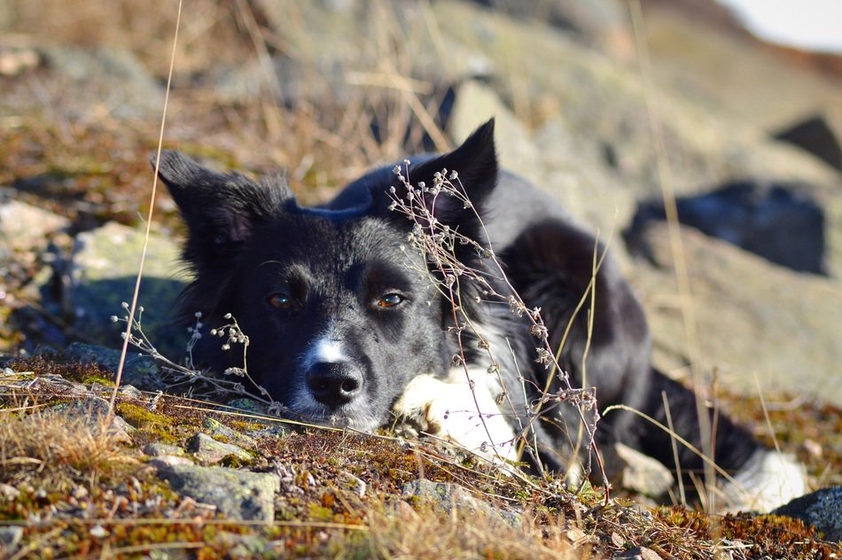 resting border collie