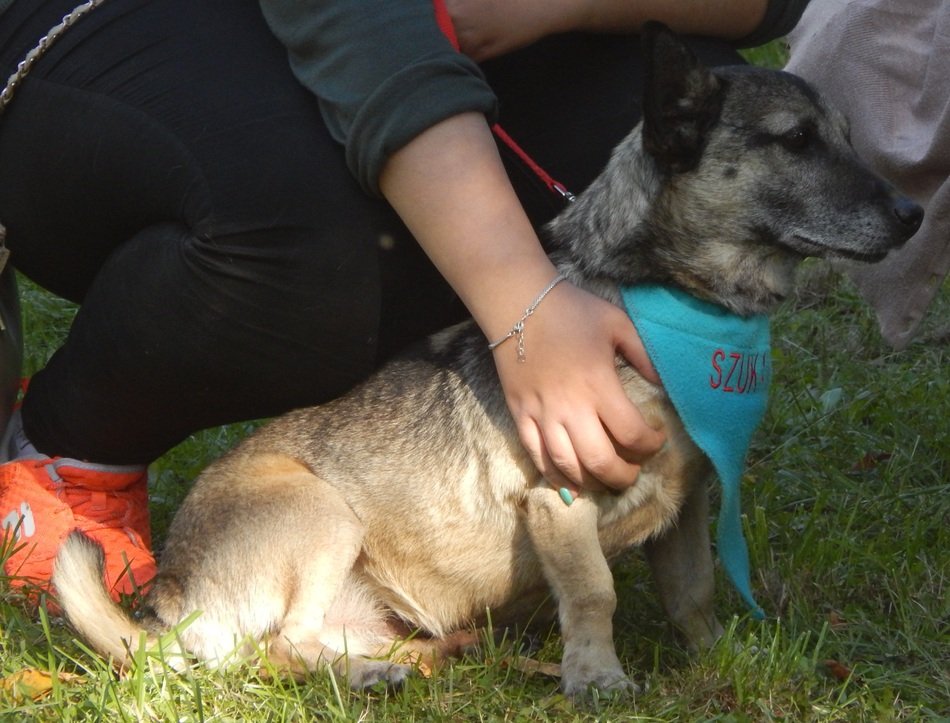 the dog is sitting near the person