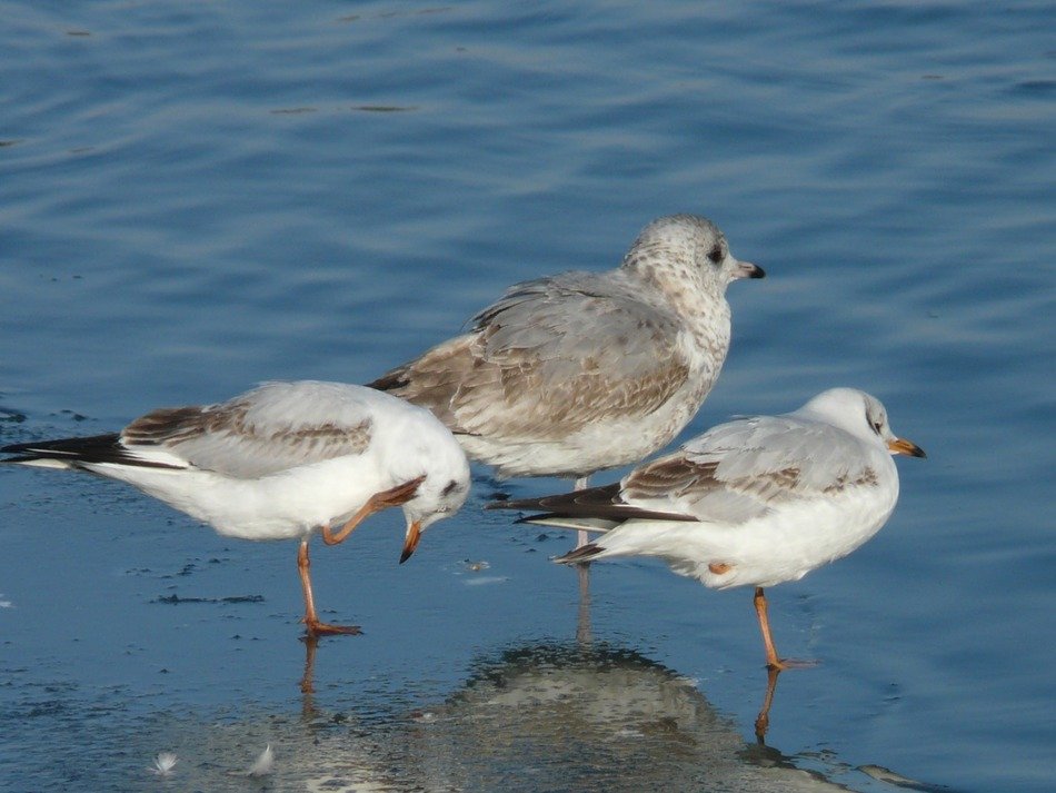 seagulls near the water in winter