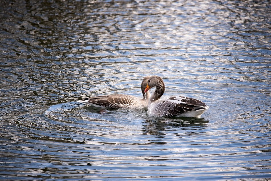 geese swimming in the lake