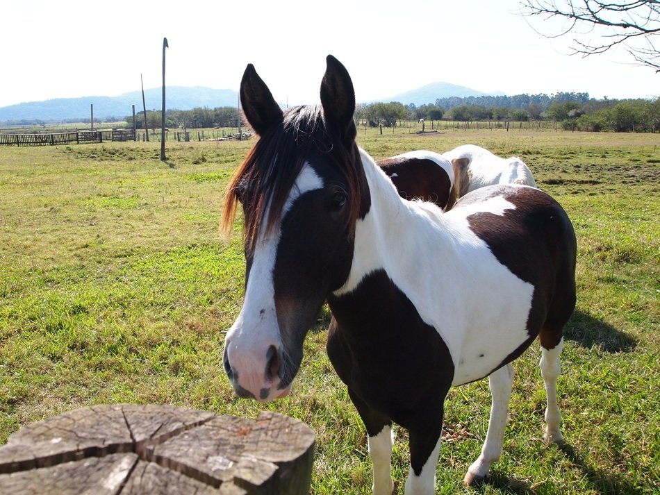 spotted horse