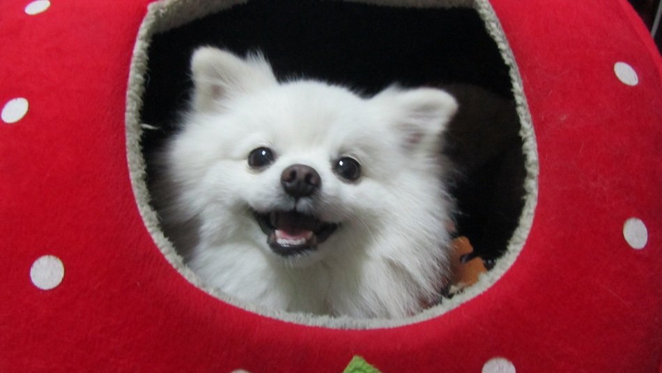 dog in the red and white house