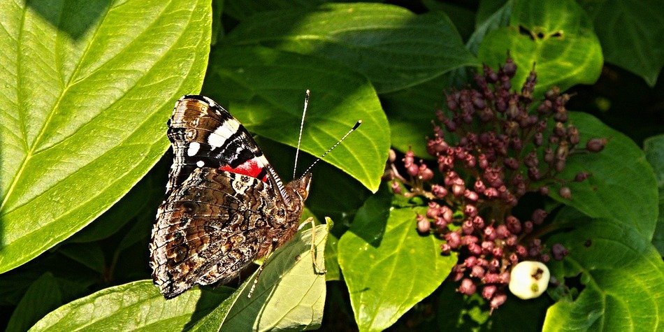 Beautiful and colorful butterfly on the foliage