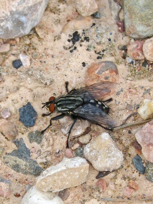 Botfly on a stone