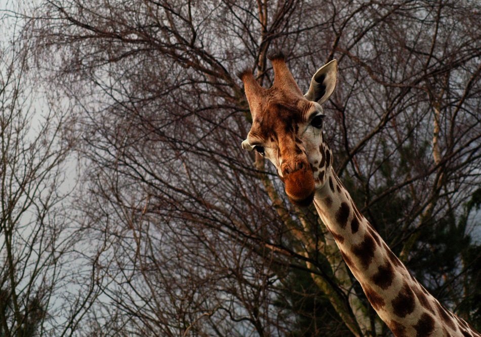 picture of the Giraffe in Safari
