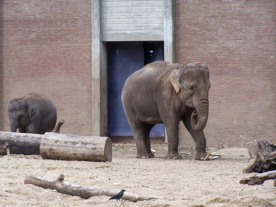 Picture of the Elephant in the Zoo
