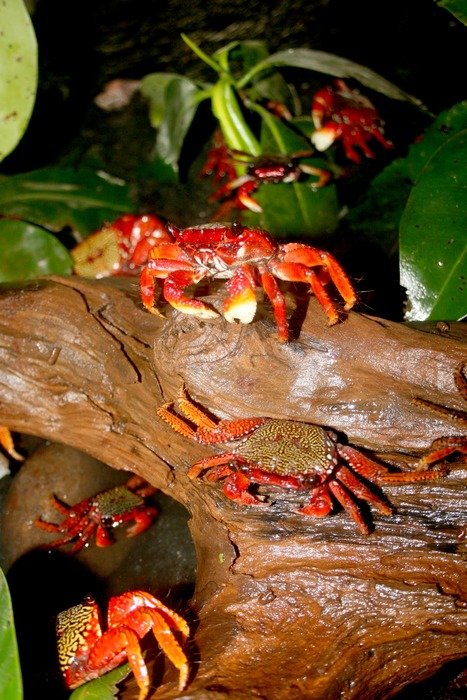 crabs among vegetation