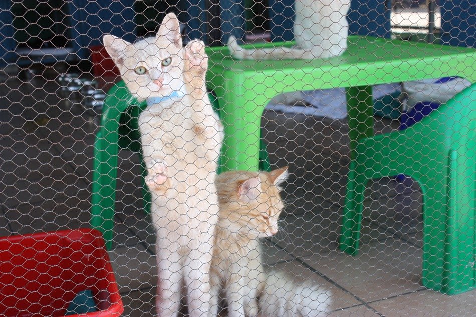 cute kittens in the nursery