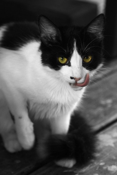 Portrait of Black and white cat on the wood