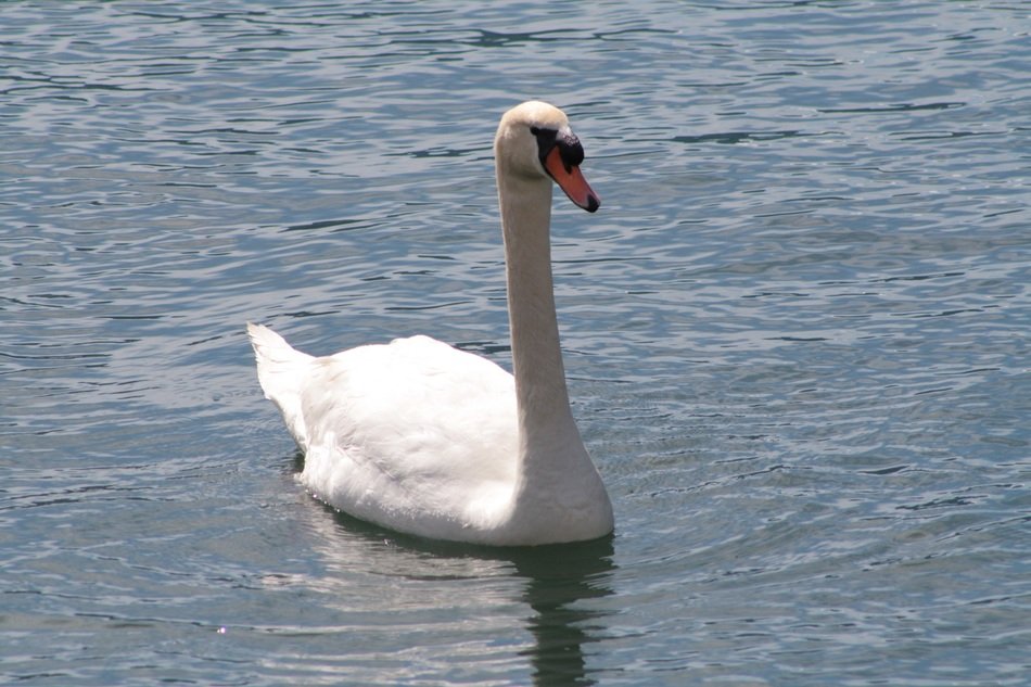 delicious Swan in Lake