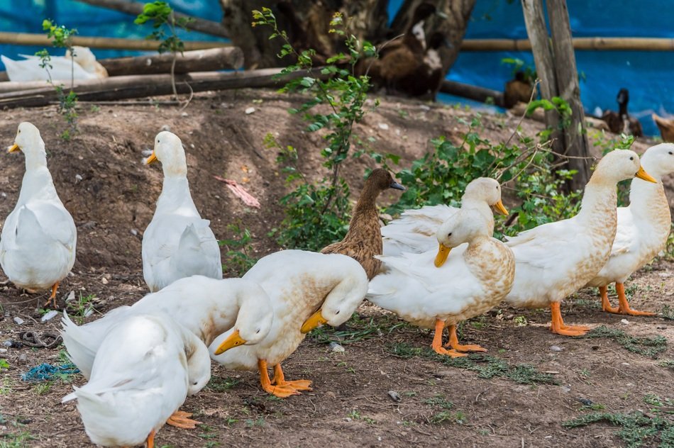 a group of white ducks on the ground