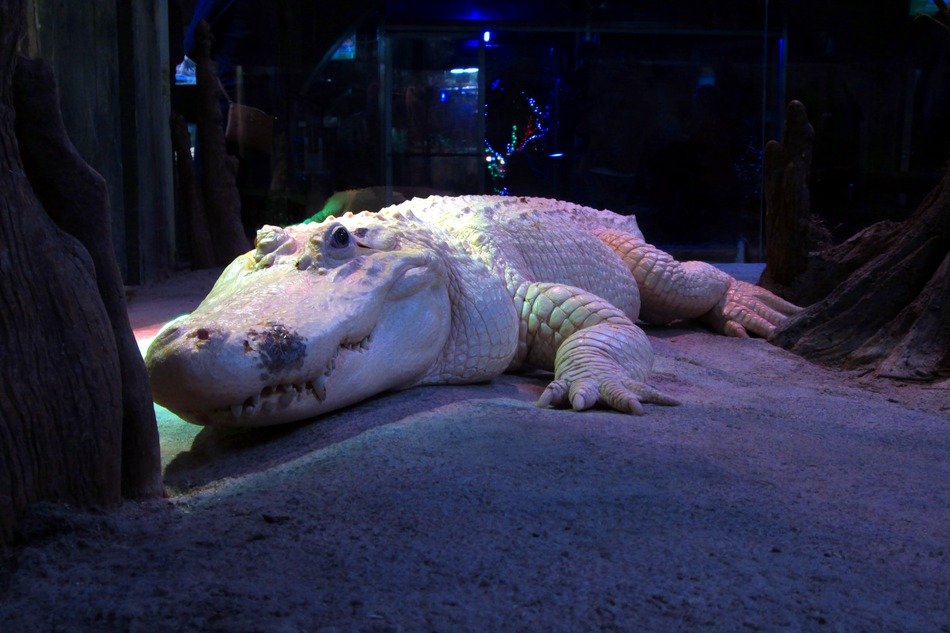 attractive White Alligator with the colorful lights on background