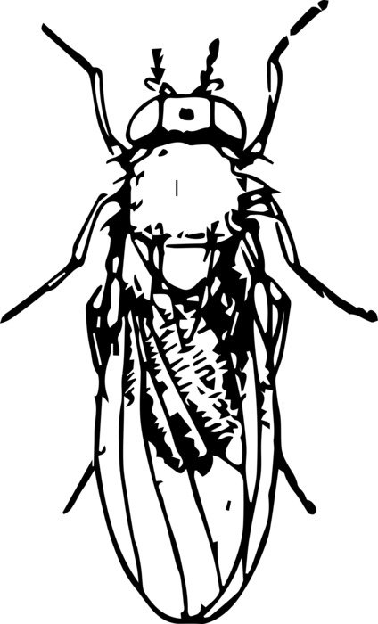 Picture with the image of a fly on a white background