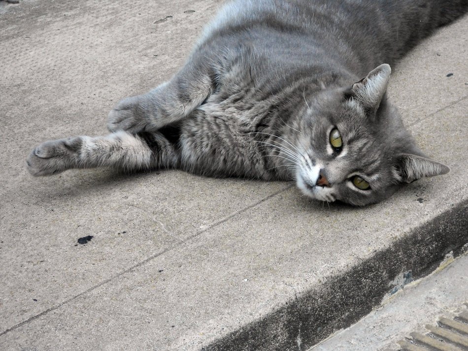 Cat Lying down resting