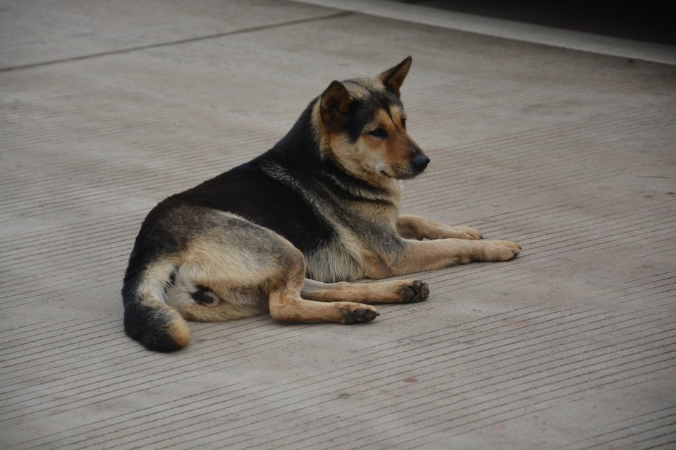 attractive Chinese Rural Dogs