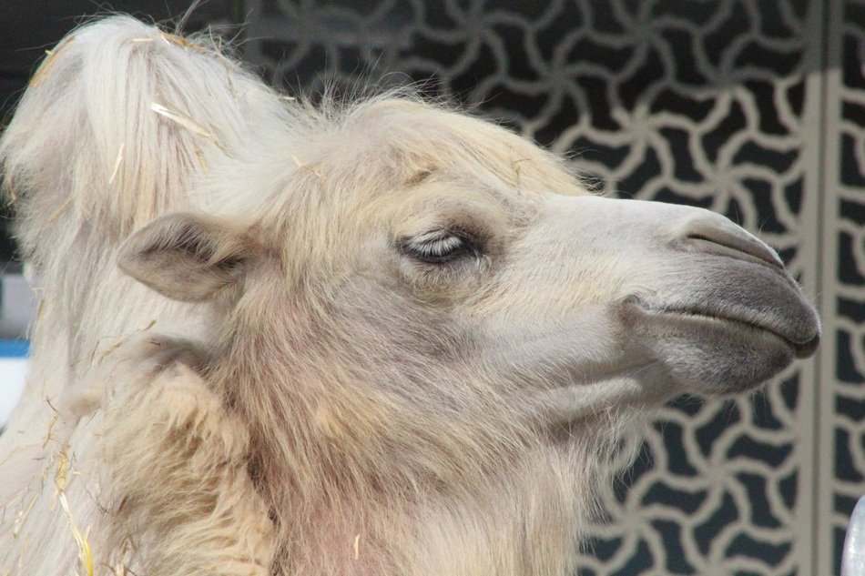 portrait of beige camel in the zoo