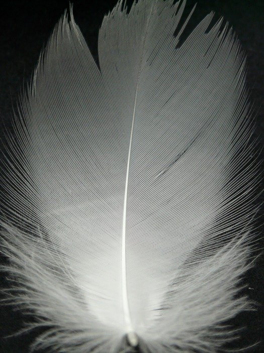 view of the white feather