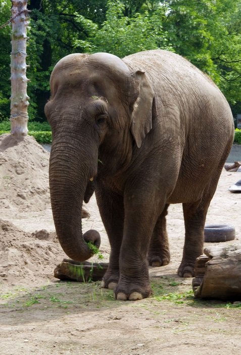large elephant in Indonesia