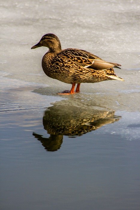 wild duck on the frozen pond