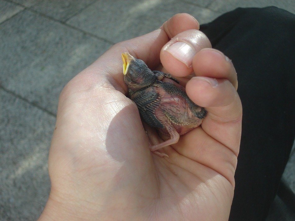 helpless chicken in human hands