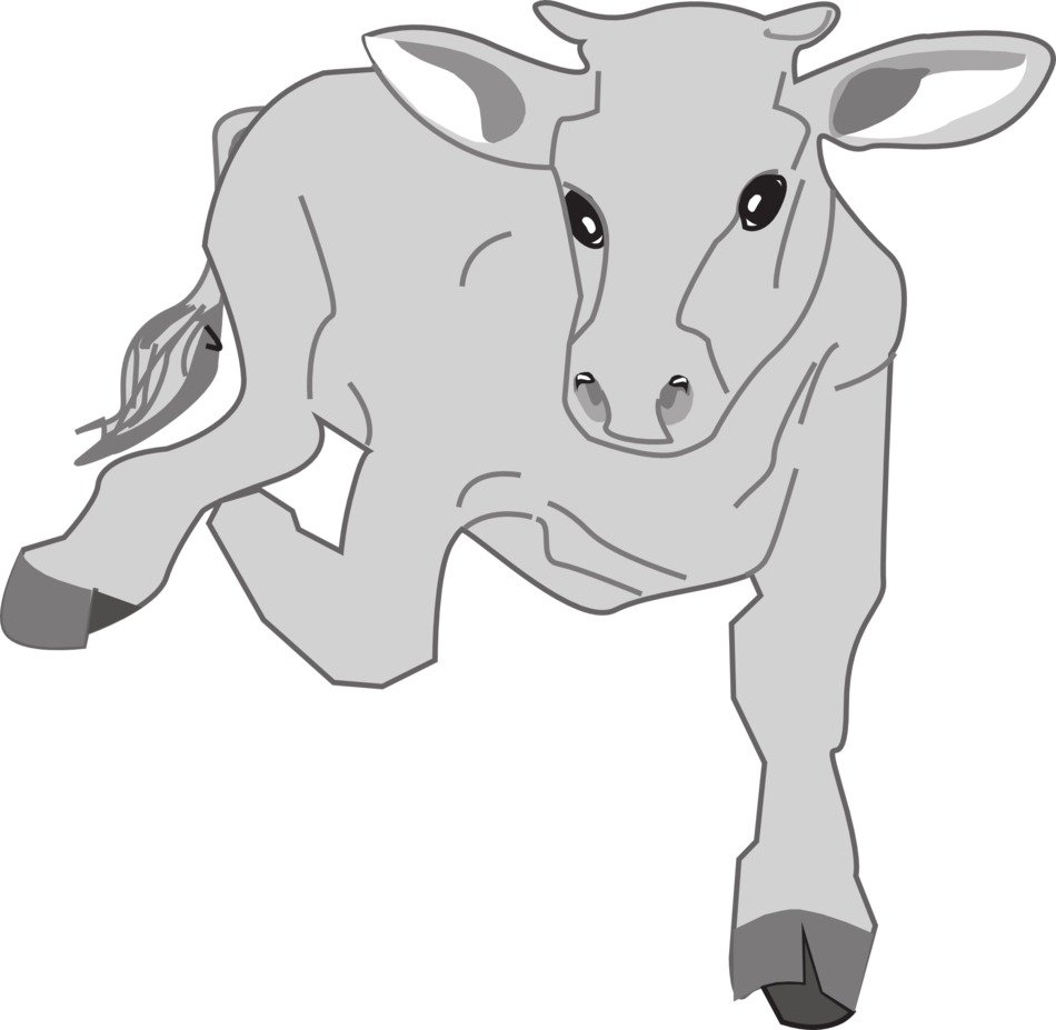 cattle as a graphic image