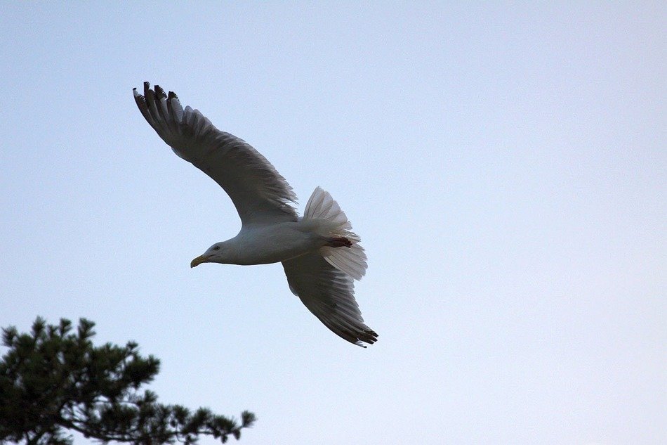 bird in flight over a tree