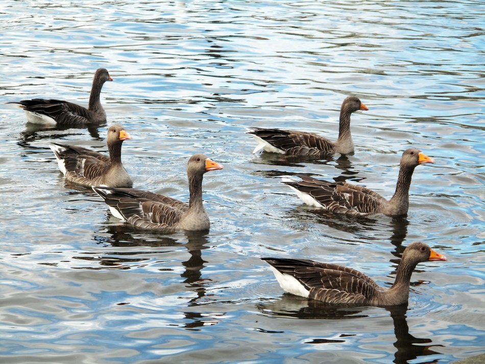 geese on the water in Iceland